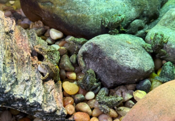 Endangered Frog Nursery