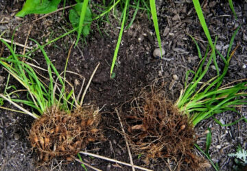 Gardening – Dividing Plants