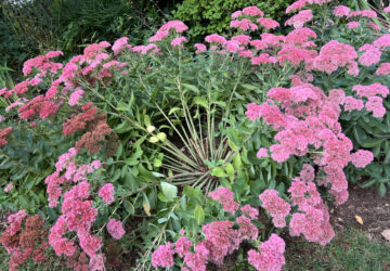 Gardening – Dividing Plants