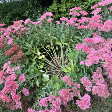 Gardening – Dividing Plants