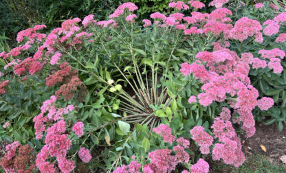 Gardening – Dividing Plants