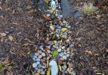 Gardening-Rain Gardens