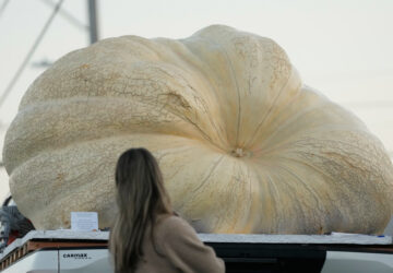 Giant Pumpkin Contest