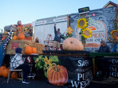 Giant Pumpkin Contest