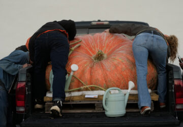 Giant Pumpkin Contest