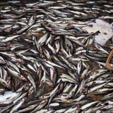 APTOPIX Alaska Trawling Fish Collapse