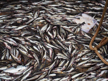 APTOPIX Alaska Trawling Fish Collapse