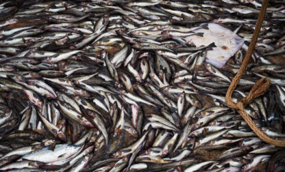 APTOPIX Alaska Trawling Fish Collapse