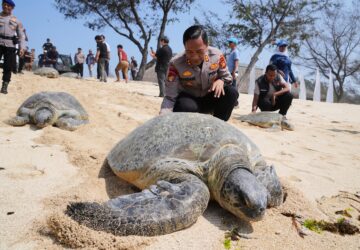 Indonesia Turtles