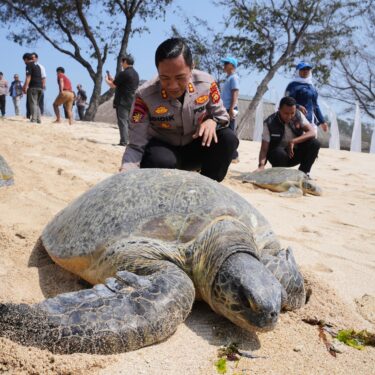 Indonesia Turtles