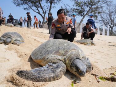 Indonesia Turtles