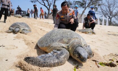 Indonesia Turtles