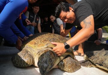 Indonesia Turtle Release