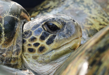 APTOPIX Indonesia Turtle Release