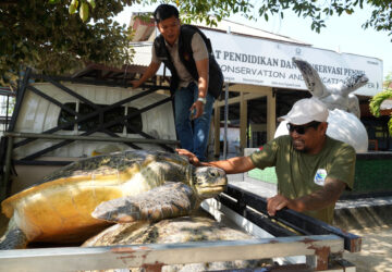 Indonesia Turtle Release