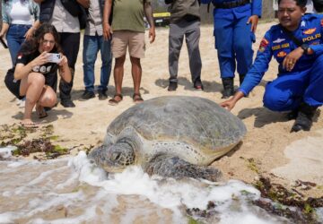 Indonesia Turtle Release