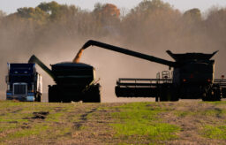 Soybean Harvest