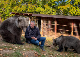 Bosnia Pet Bear