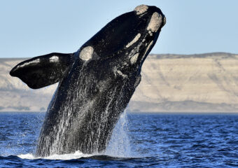 APTOPIX Argentina Whales