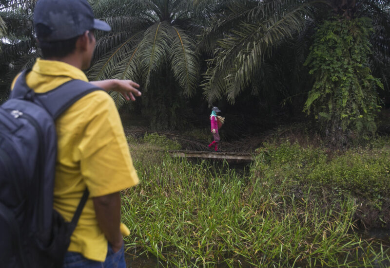 Ap 20319035490864 Hm Palm Oil