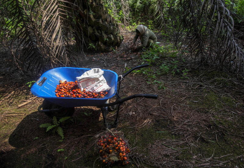 Ap 20319035495923 Hm Palm Oil