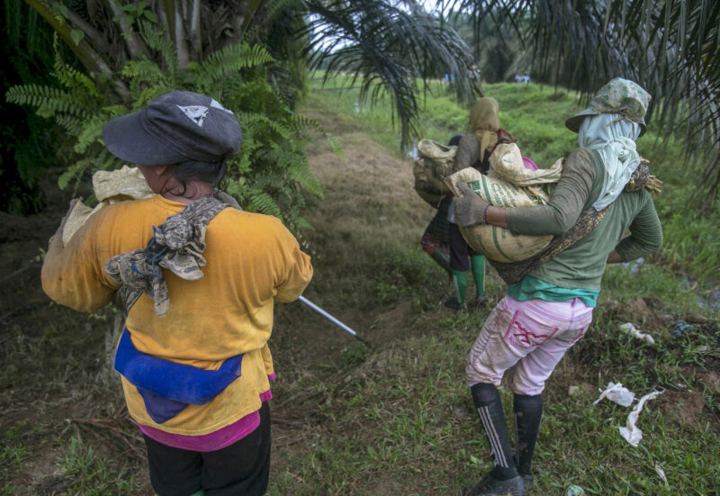 Ap 20319035532892 Hm Palm Oil