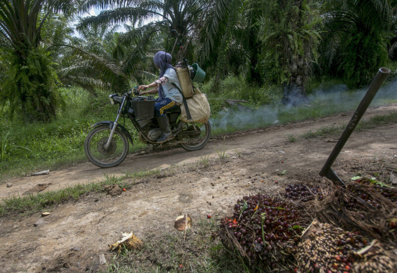 Ap 20319035808182 Hm Palm Oil
