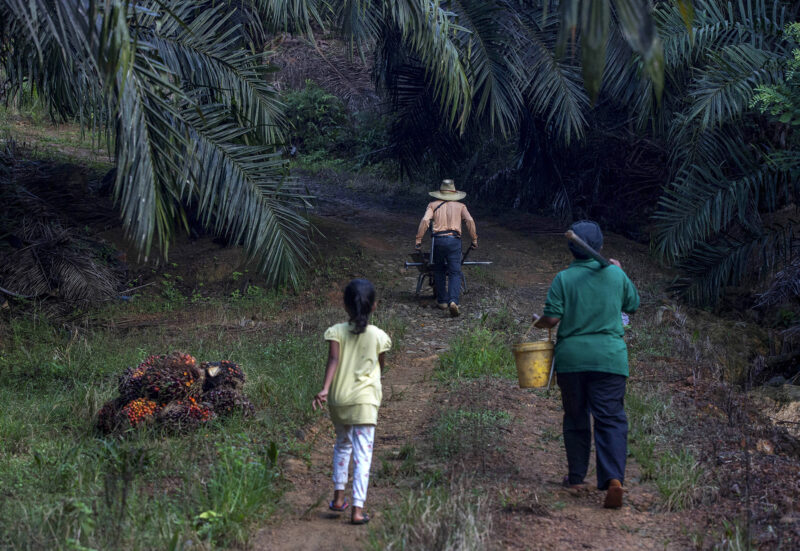 Ap 20322656340539 Hm Palm Oil