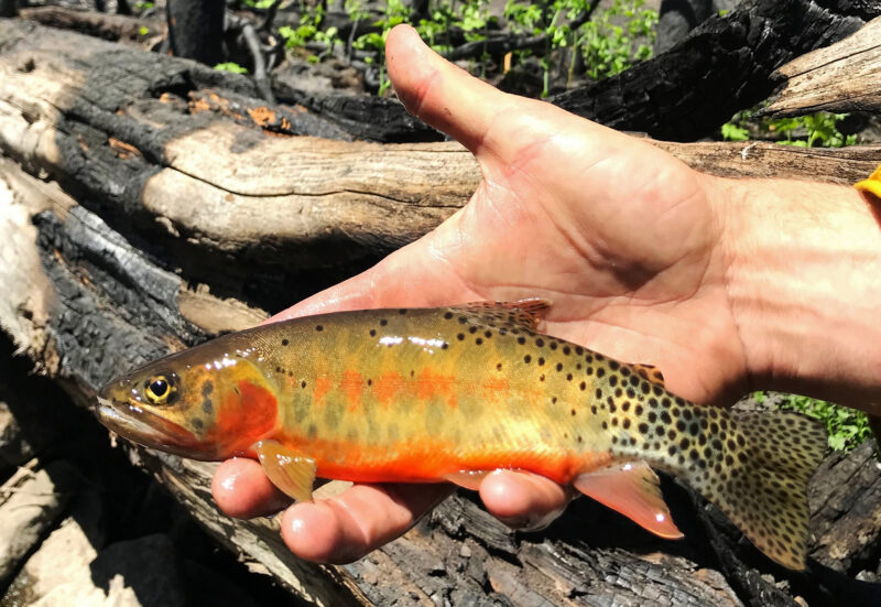 Fish AP 22262729041530 ss